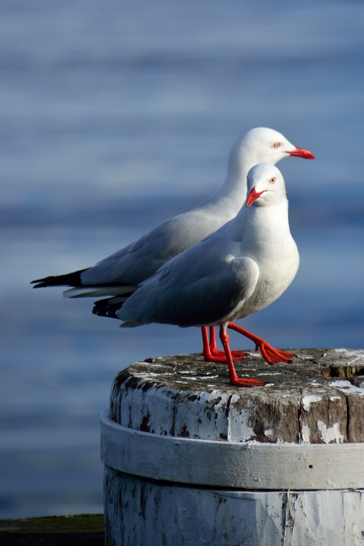 Silver Gulls Manly