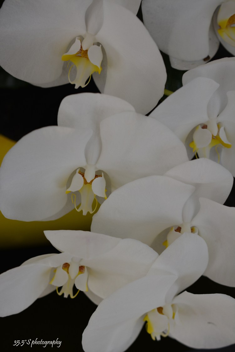 white-orchids