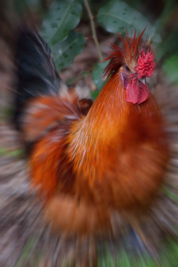 15B theme Blasted Rooster