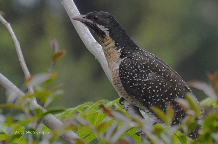 Juvenile Koel
