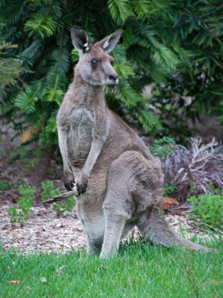 DSC_0275 Eastern Grey Kangaroo