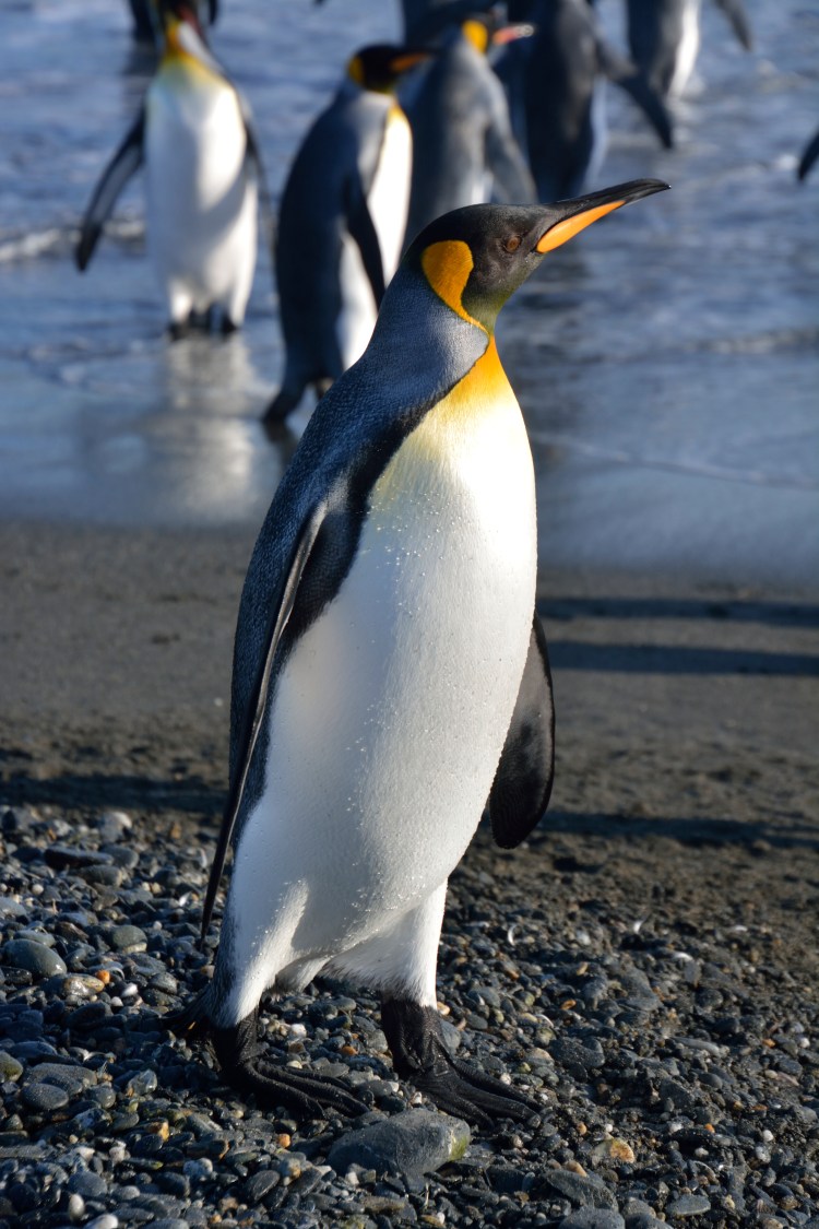 King Penguin.JPG