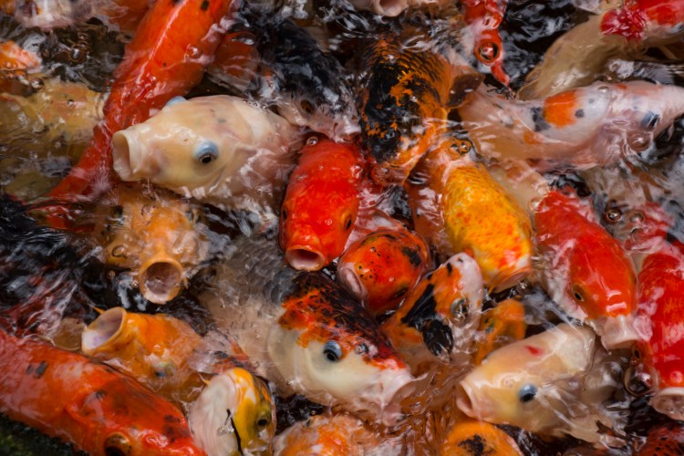 Koi Carp Malaysia