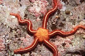 Brittle Star - Maritime Logistics Professional